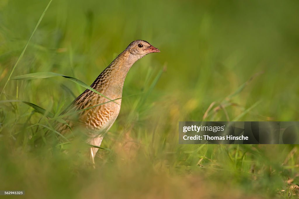Corncrake -Crex crex-, furtively looking out from behind cover, Middle Elbe region, Saxony-Anhalt, Germany