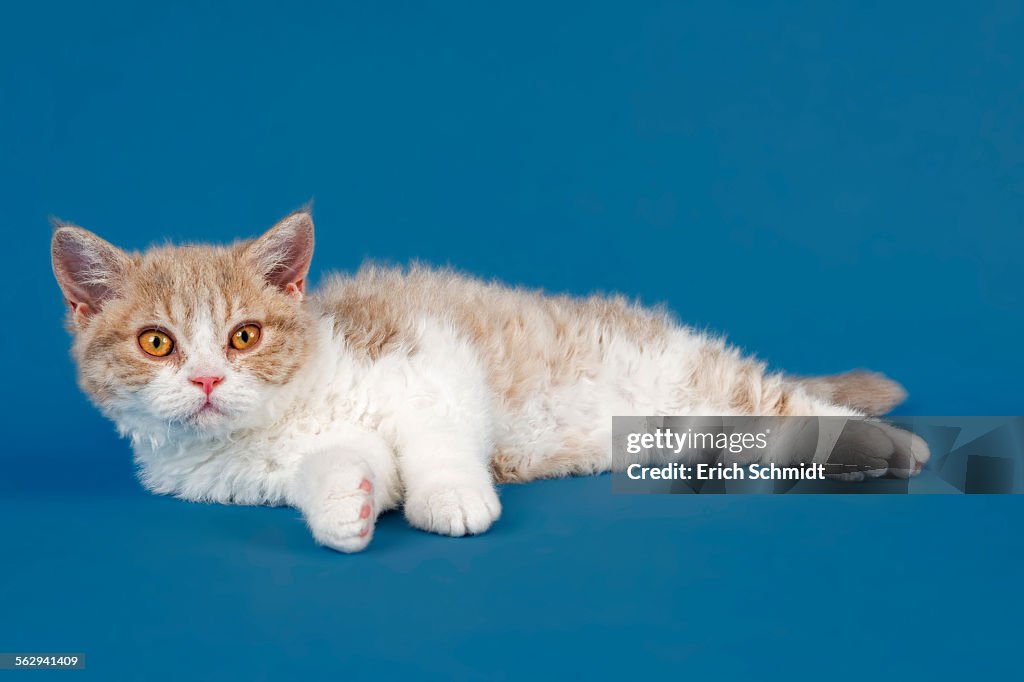 Selkirk Rex kitten, 10 weeks, colour lilac mackerel tabby white