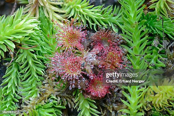 bog clubmoss -lycopodiella inundata- and round-leafed sundew -drosera rotundifolia-, emsland, lower saxony, germany - lycopodiaceae stock pictures, royalty-free photos & images