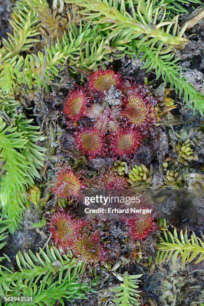 bog clubmoss -lycopodiella inundata- and round-leafed sundew -drosera rotundifolia-, emsland, lower saxony, germany - lycopodiaceae stock pictures, royalty-free photos & images