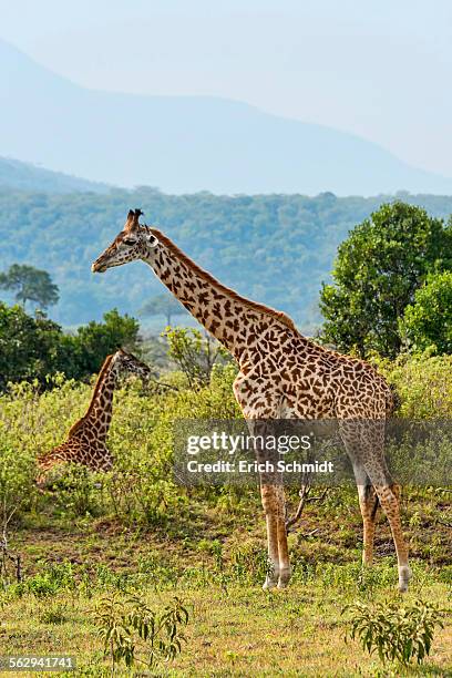 102 Do Giraffes Lay Down Stock Photos, High-Res Pictures, and Images
