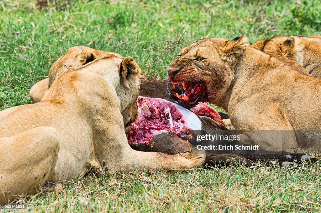 Lions -Panthera leo- feeding on the hunted prey, Ngorongoro Crater, Tanzania