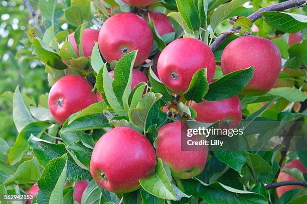 red apples, braeburn cultivar, baden-wurttemberg, germany - malus domestica cultivar stock pictures, royalty-free photos & images