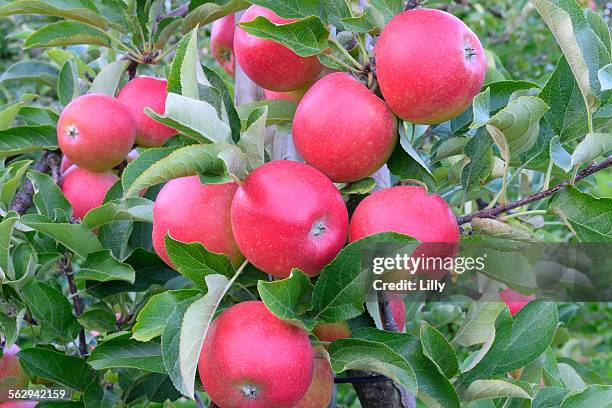 red apples, braeburn cultivar, baden-wurttemberg, germany - malus domestica cultivar stock pictures, royalty-free photos & images