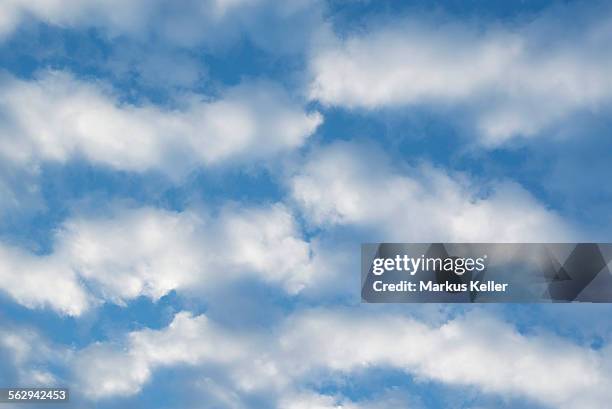 cirrocumulus clouds, small fluffy clouds, germany - 巻積雲 ストックフォトと画像