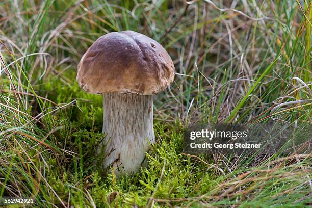 porcini mushroom -boletus edulis-, forest, henne, region of southern denmark, denmark - birch bolete stock pictures, royalty-free photos & images