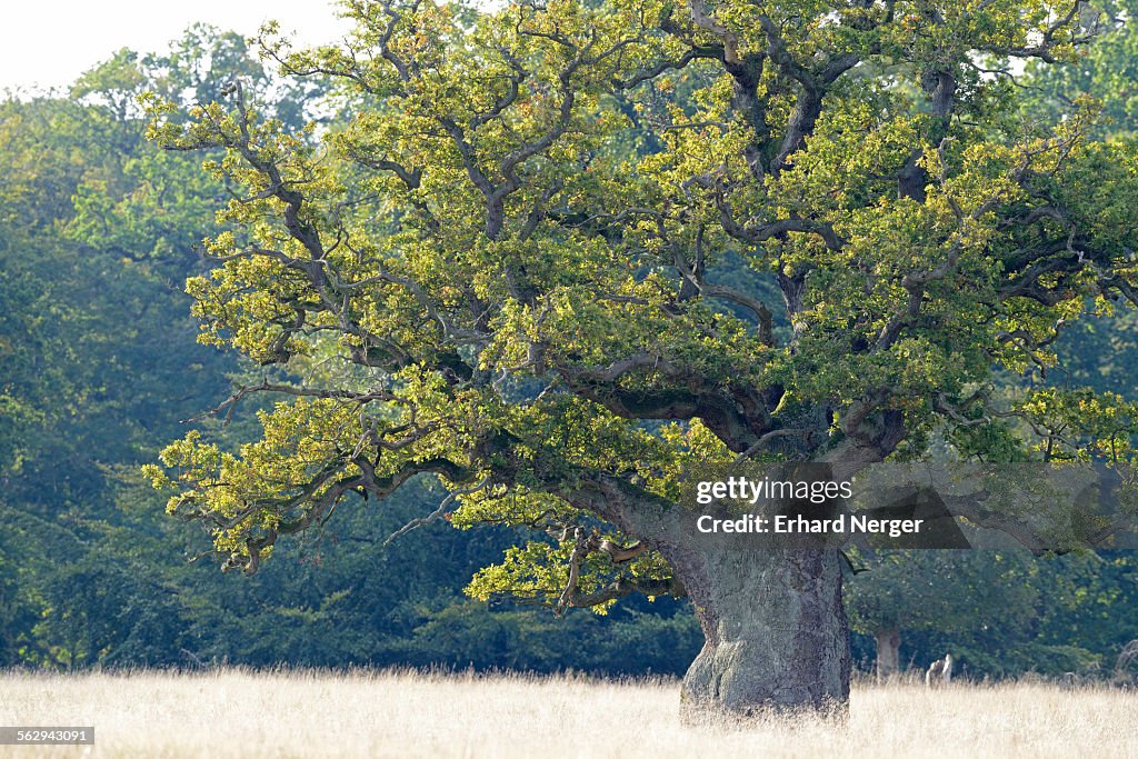 Old Pedunculate Oak -Quercus robur-, Jaegersborg, Copenhagen, Denmark