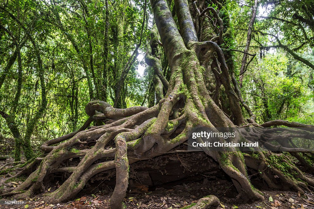 Southern Beech -Nothofagus- with a branched root system, Puyehue National Park, Los Lagos Region, Chile