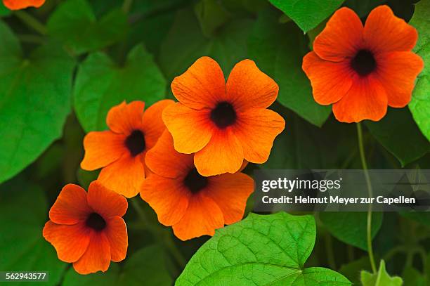 flowers of the black-eyed susan -thunbergia alata- - black eyed susan vine stock pictures, royalty-free photos & images