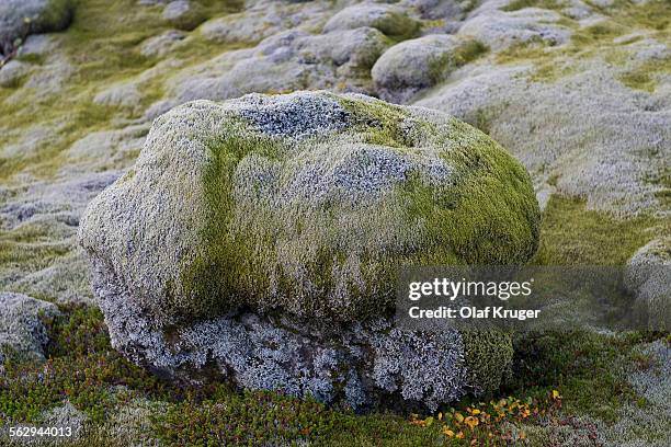 Elongate Rocks Elongatum Photos and Premium High Res Pictures - Getty Images