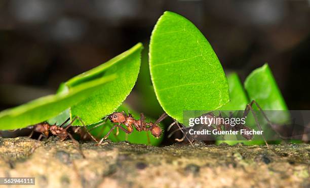 workers of leafcutter ants -atta cephalotes- carrying leaf pieces into their nest, tambopata nature reserve, madre de dios region, peru - bladskärarmyra bildbanksfoton och bilder