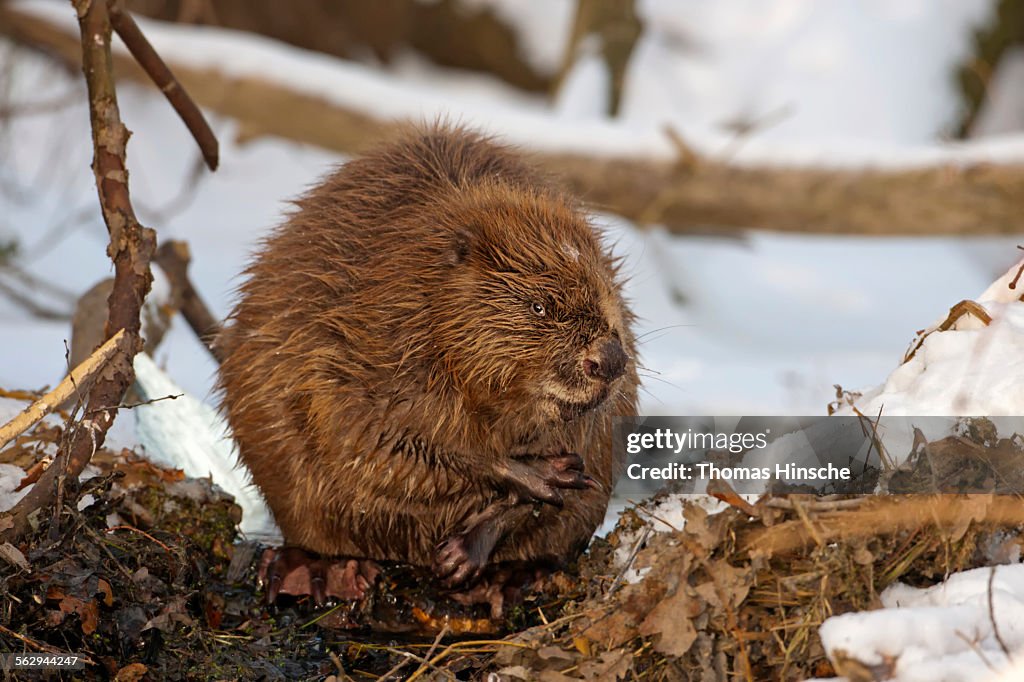 European Beaver -Castor fiber-, foraging, winter, snow, diurnal, Middle Elbe, Saxony-Anhalt, Germany