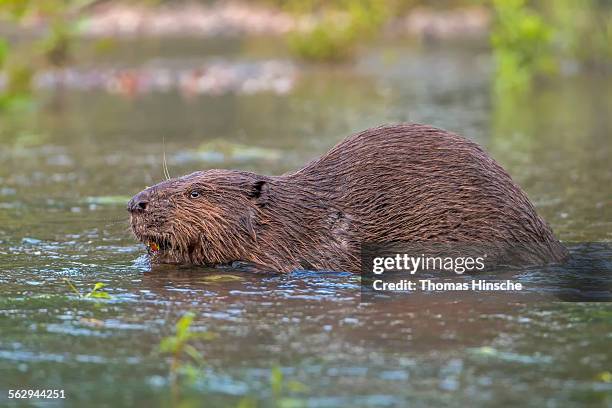 european beaver -castor fiber-, foraging, diurnal, middle elbe, saxony-anhalt, germany - beaver stock-fotos und bilder