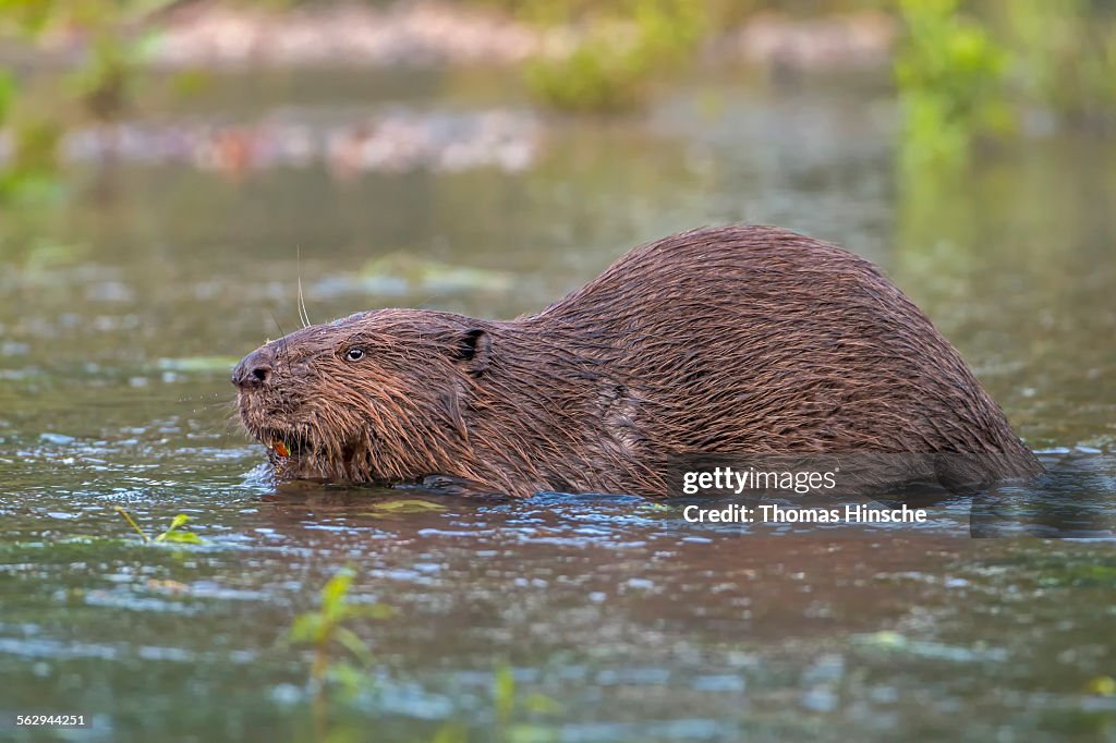 European Beaver -Castor fiber-, foraging, diurnal, Middle Elbe, Saxony-Anhalt, Germany
