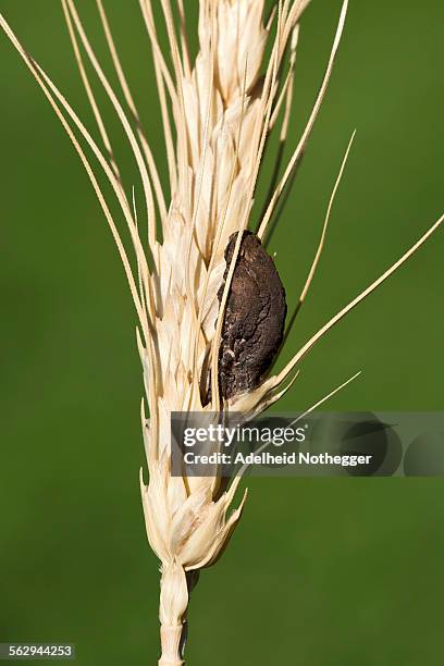 ergot -claviceps purpurea-, burgenland, austria - claviceps purpurea stock pictures, royalty-free photos & images