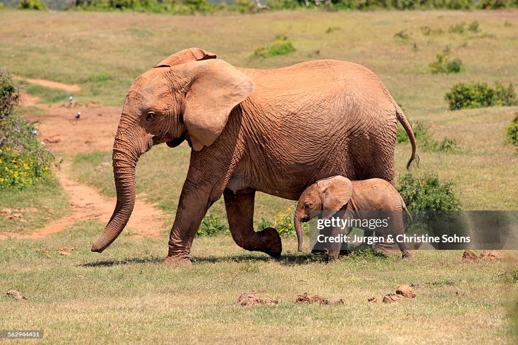African Elephants -Loxodonta africana-, adult female with young, Addo Elephant National Park, Eastern Cape, South Africa