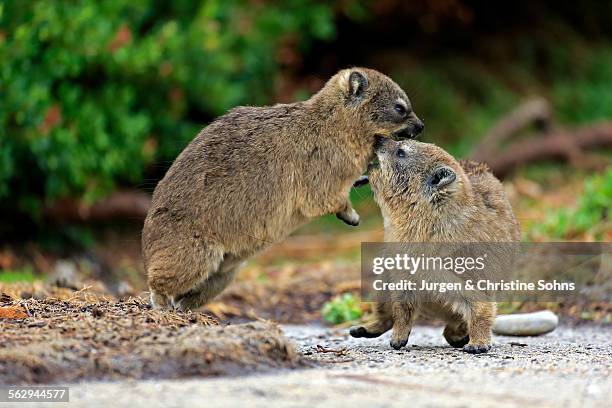 rock hyraxes -procavia capensis-, two young quarreling or fighting, bettys bay, western cape, south africa - rock hyrax stock pictures, royalty-free photos & images