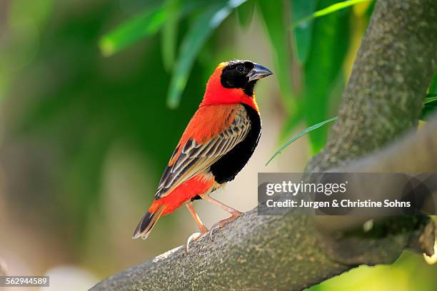 southern red bishop -euplectes orix-, adult perched on tree, western cape, south africa - euplectes orix stock pictures, royalty-free photos & images