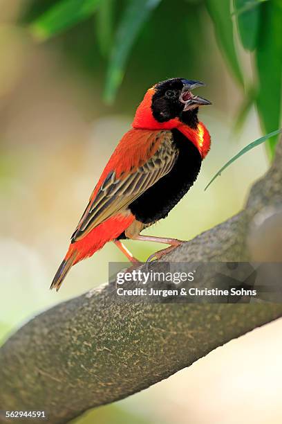 southern red bishop -euplectes orix-, adult perched on tree, singing, western cape, south africa - euplectes orix stock pictures, royalty-free photos & images