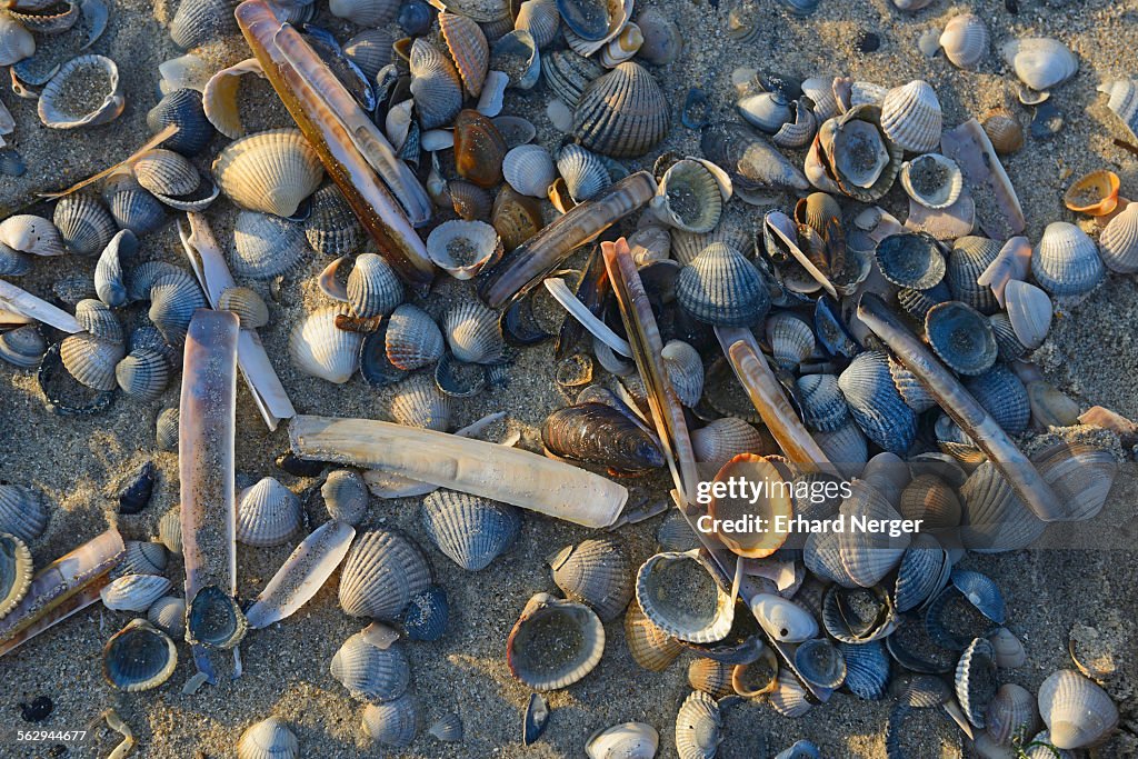 Common Cockle Cerastoderma Edule And Common Razor Shell Ensis Ensis ...