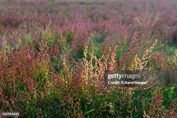 salt meadow with glasswort -salicornia europaea-, vlieland, province of north holland, the netherlands - vlieland stock pictures, royalty-free photos & images