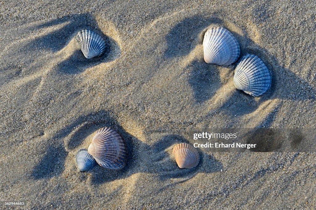 Common Cockle -Cerastoderma edule-, shells in the tidal flats, Vlieland, North Holland, The Netherlands