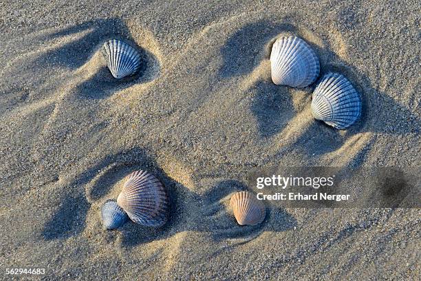 common cockle -cerastoderma edule-, shells in the tidal flats, vlieland, north holland, the netherlands - vlieland stock pictures, royalty-free photos & images