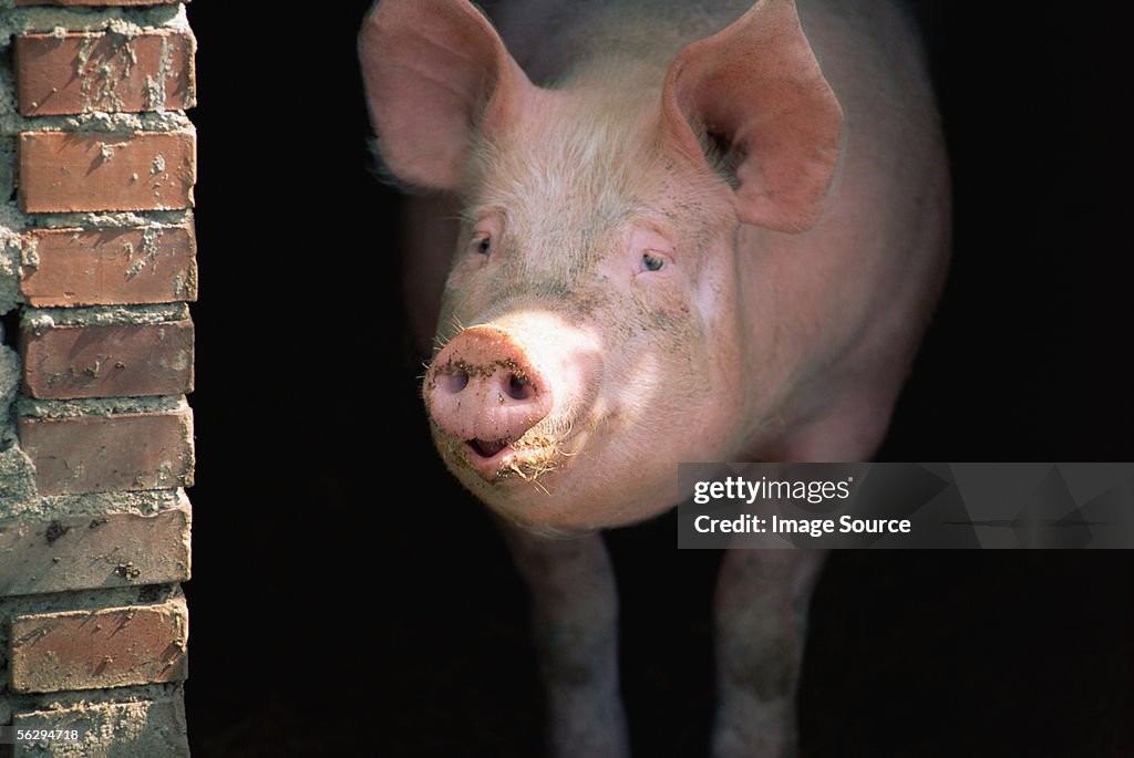 Pig