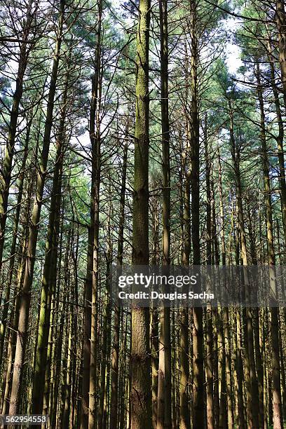 native pine trees extend to the sky - eastern white pine stock pictures, royalty-free photos & images