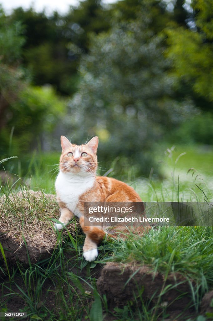 Cat sitting in garden