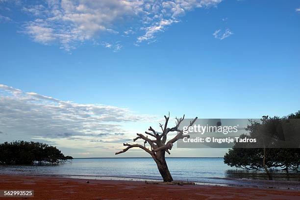 old tree standing on a beach - roebuck bay stock pictures, royalty-free photos & images