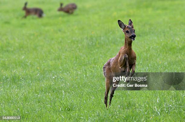 Roe Deer & Hare-Brained Hares