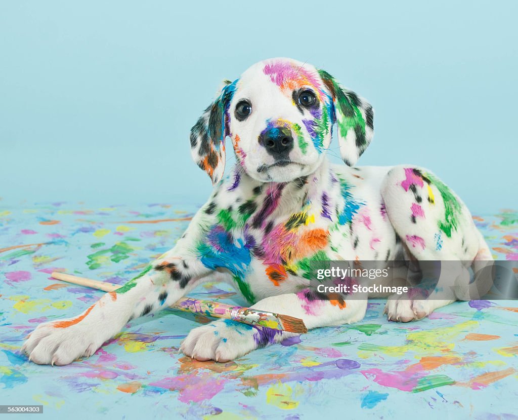 Painted puppy