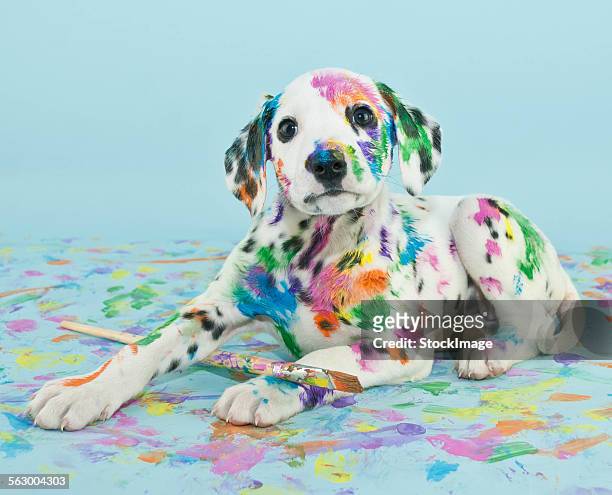Painted puppy