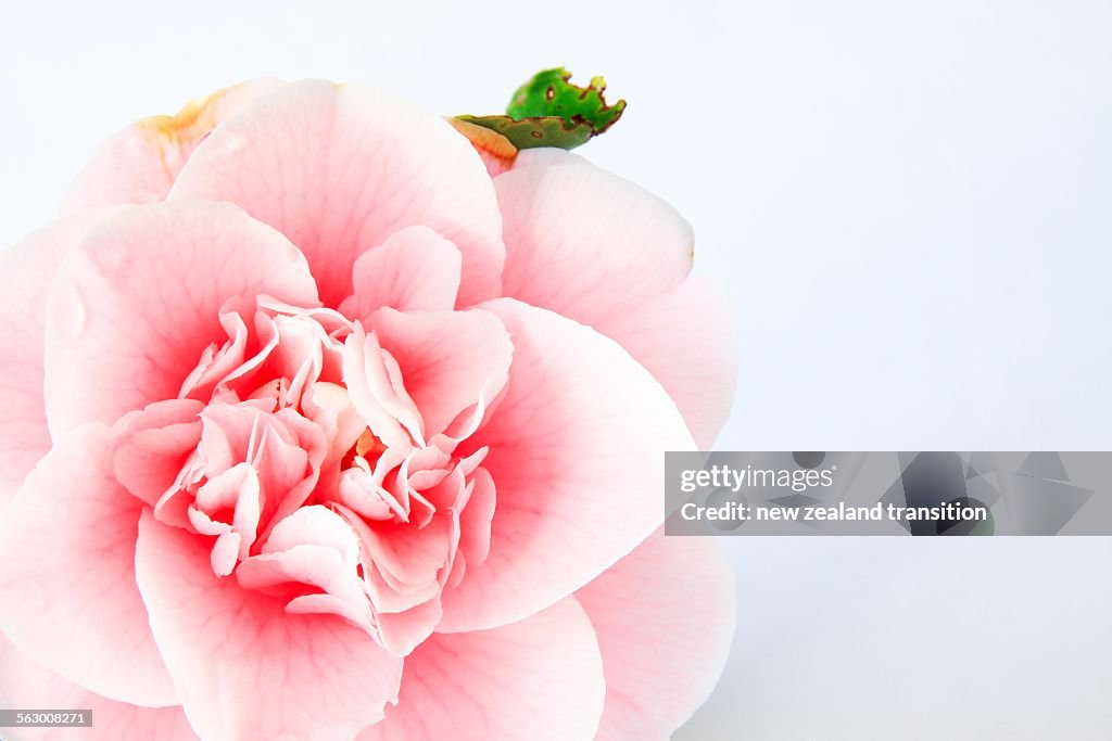 High key camellia shot from above