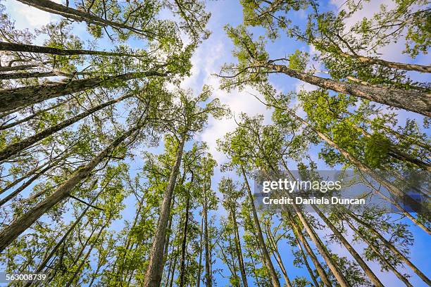 looking up tall trees - bald cypress tree fotografías e imágenes de stock