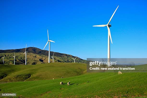 sheep grazing on a green field at te apiti windfar - palmerston stock pictures, royalty-free photos & images