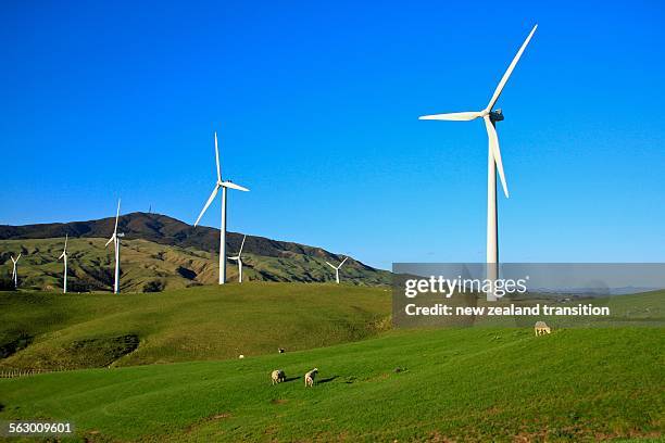 sheep grazing on a green field at te apiti windfar - palmerston north imagens e fotografias de stock
