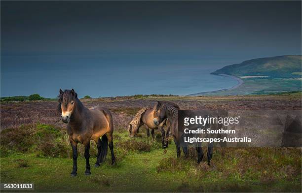 exmoor ponies - exmoor national park stockfoto's en -beelden
