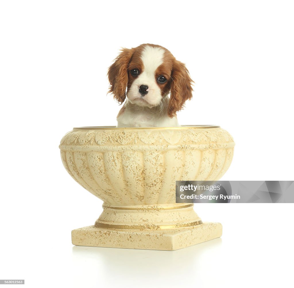 Puppy in a vase.