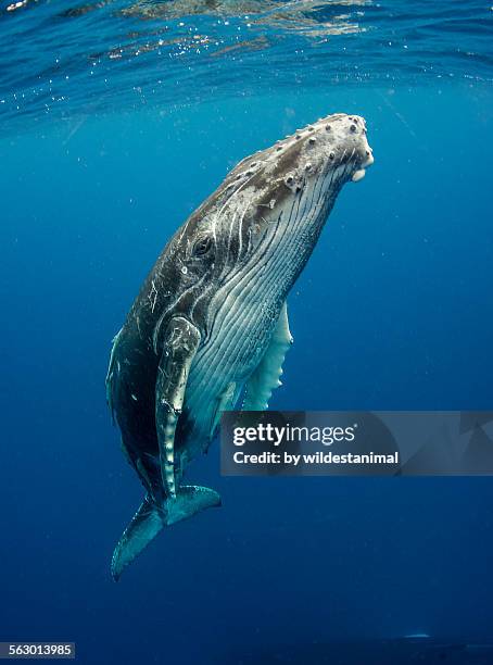 calf profile - whale fotografías e imágenes de stock