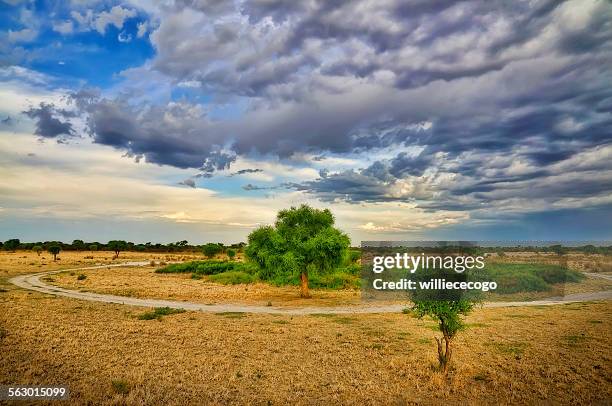 kalahari greens - kalahari desert stockfoto's en -beelden