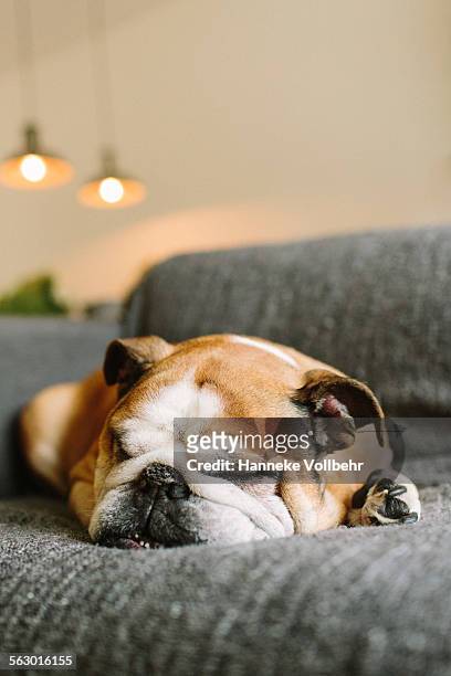 english bulldog sleeping on couch - bouledogue anglais photos et images de collection