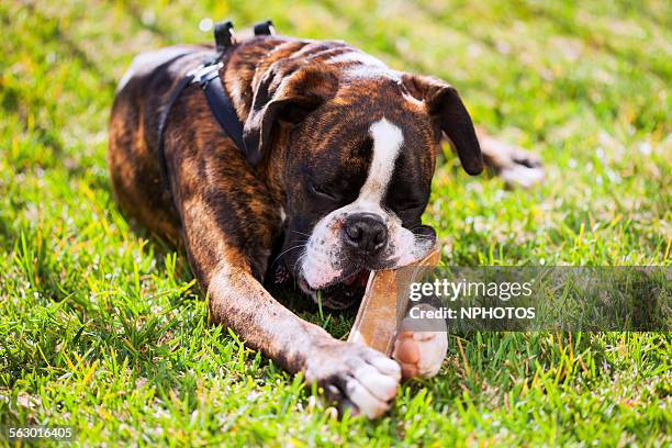 boxer dog chewing his bone - boxer dog ストックフォトと画像