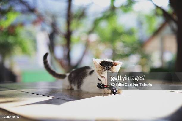 a kitten on an outdoor table in sunlight - collar stock pictures, royalty-free photos & images