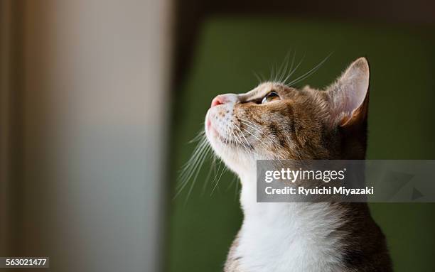 cat profile - cat profile stock pictures, royalty-free photos & images