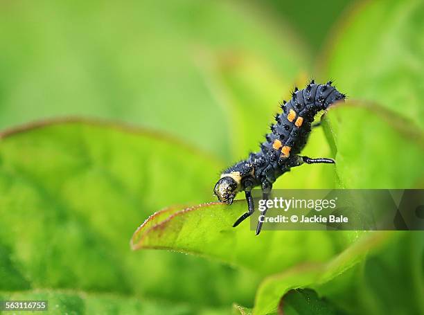 ladybird larva, macro image - larva stock-fotos und bilder