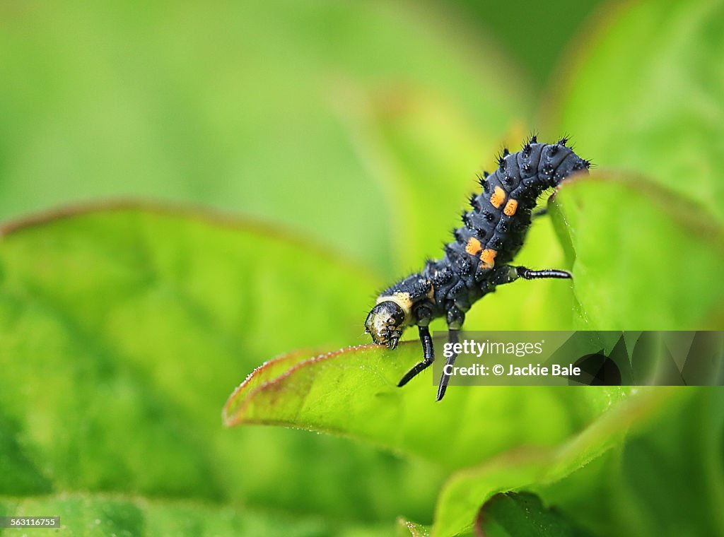 Ladybird larva, macro image