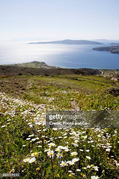 flowers and sea along coast greek islands - skyros stockfoto's en -beelden