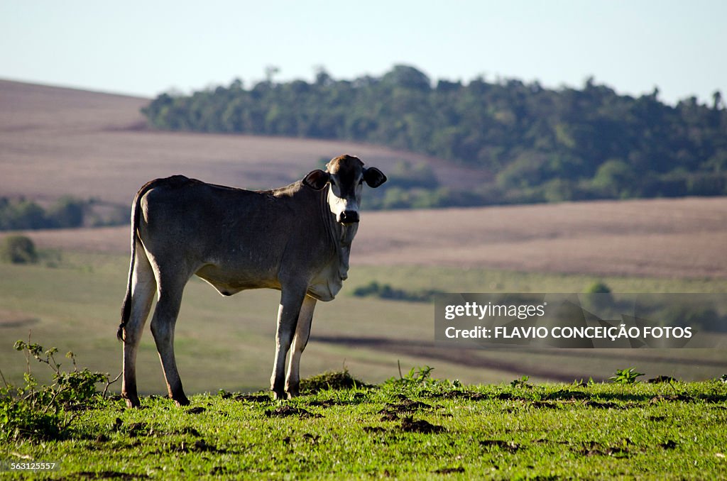 Nelore cattle pasture